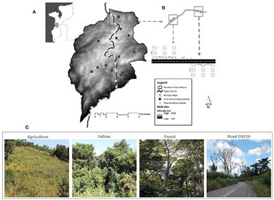 Assessing the Impact of Road and Land Use on Species Diversity of Trees, Shrubs, Herbs and Grasses in the Mountain Landscape in Southern Africa